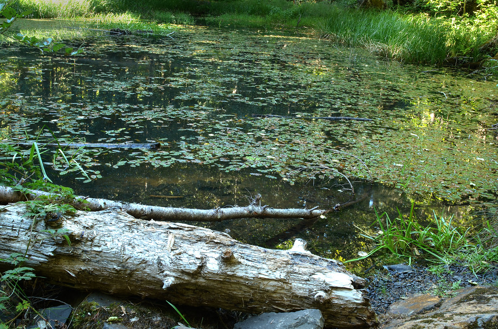 Cash Cr Pond Headwaters of Cash Cr. curtis Irish Flickr