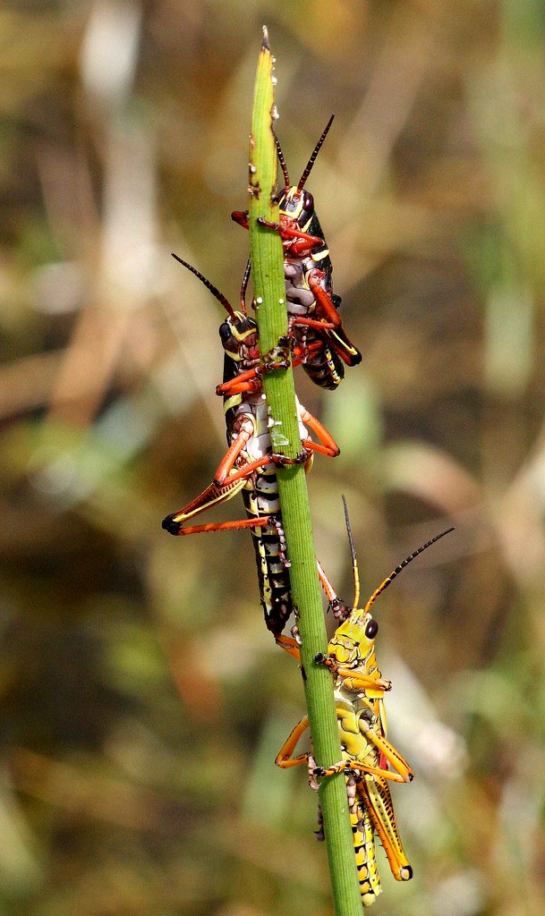 Locusts Locusts swarming on plants in the Florida Everglad… Flickr