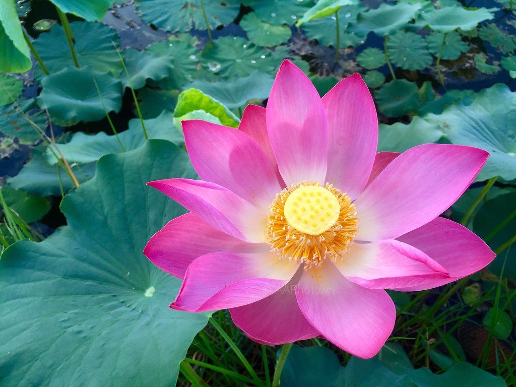 LOTUS National Flower of Vietnam daihocsi [(+84) 918.255.567] Flickr