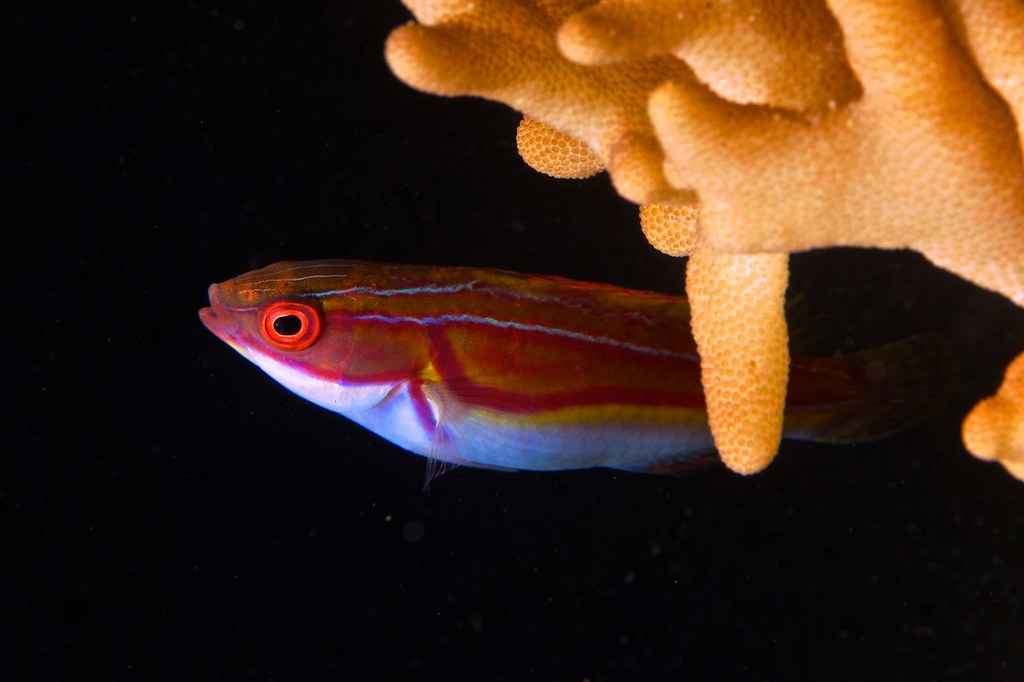 Labouti Wrasse Sidleydoc Flickr