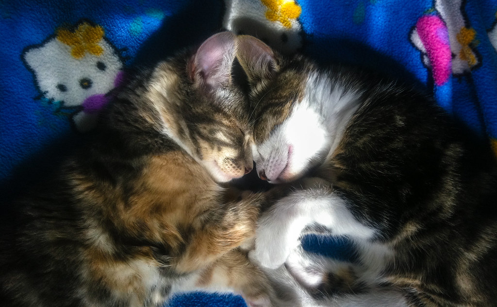 Symmetrical Sleepies Poppy (left) and Alice (right) at the… Flickr