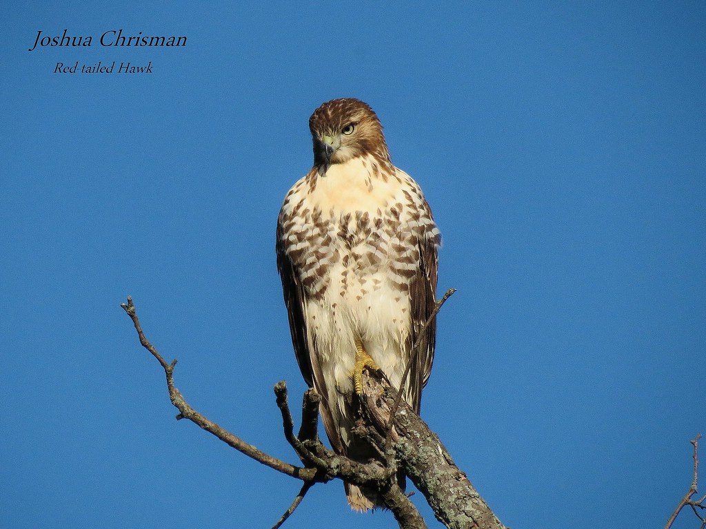 Redtailed Hawk Michigan's Wildlife Flickr