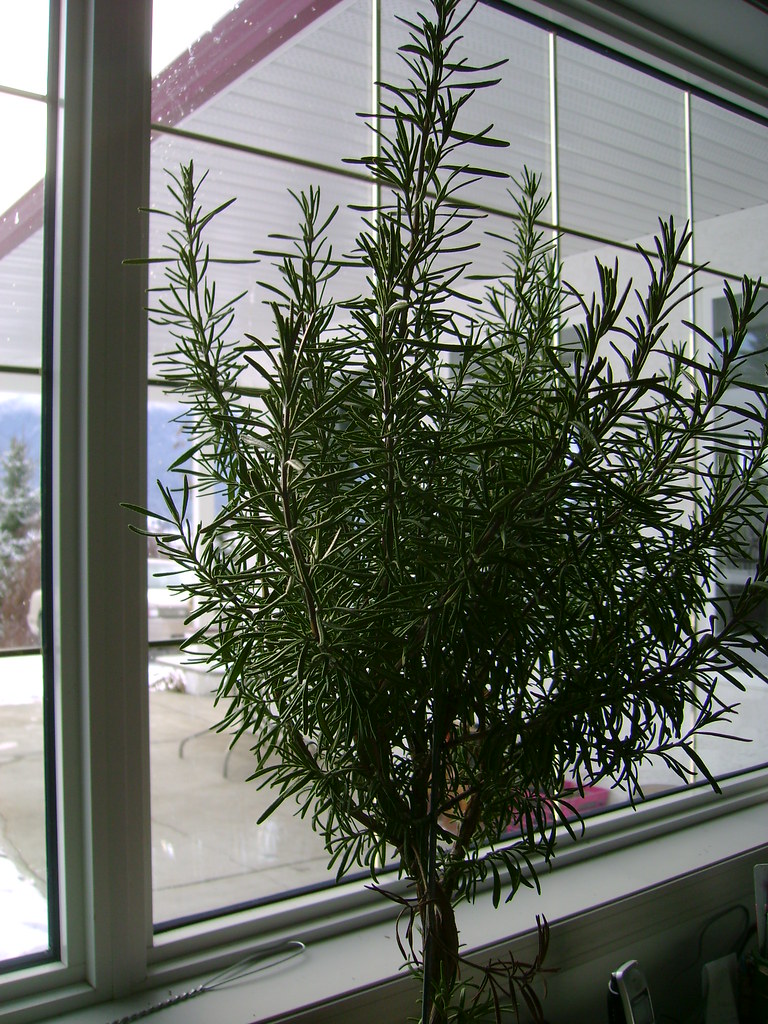 039 Rosemary edible_plum Flickr