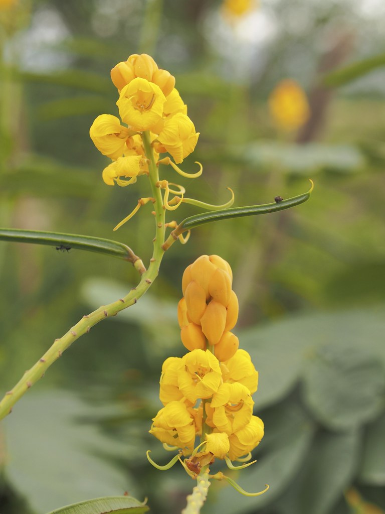 Popcorn Flowers Grant Eaton Flickr