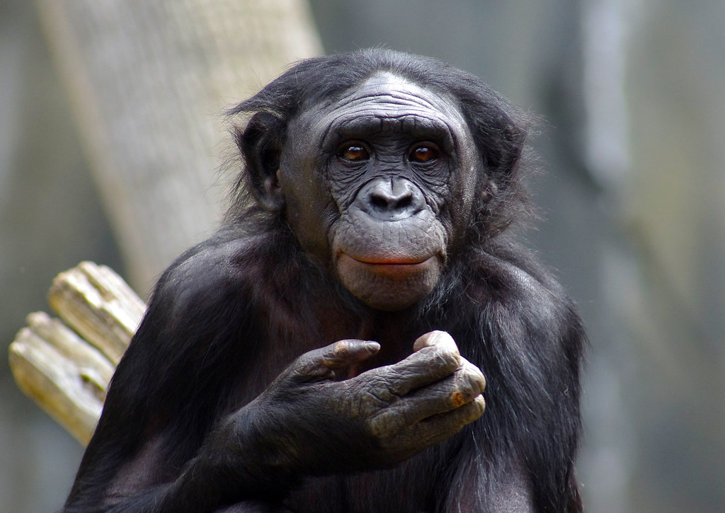 Bonobo San Diego Zoo Bonobo at San Diego Zoo andyflyer Flickr