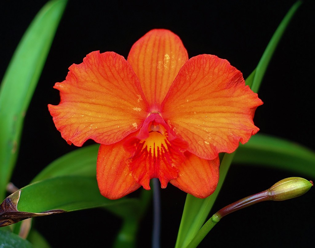 Slc. Seagulls Apricot 'Saniata' Good flower quality this y… Flickr