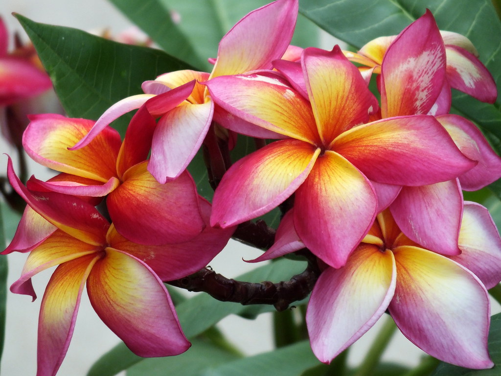 plum33 Plumeria blossoms Botanical Garden, Corpus Christ… Flickr
