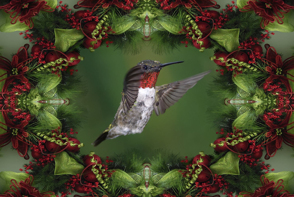 Christmas Hummingbird_RGB4539T Merry Christmas! Dan Ripplinger Flickr