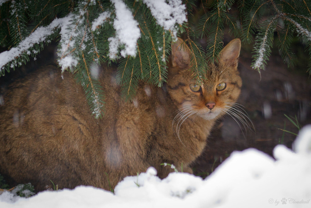 Wild cat in snow This picture I've takon one a snowy day a… Flickr