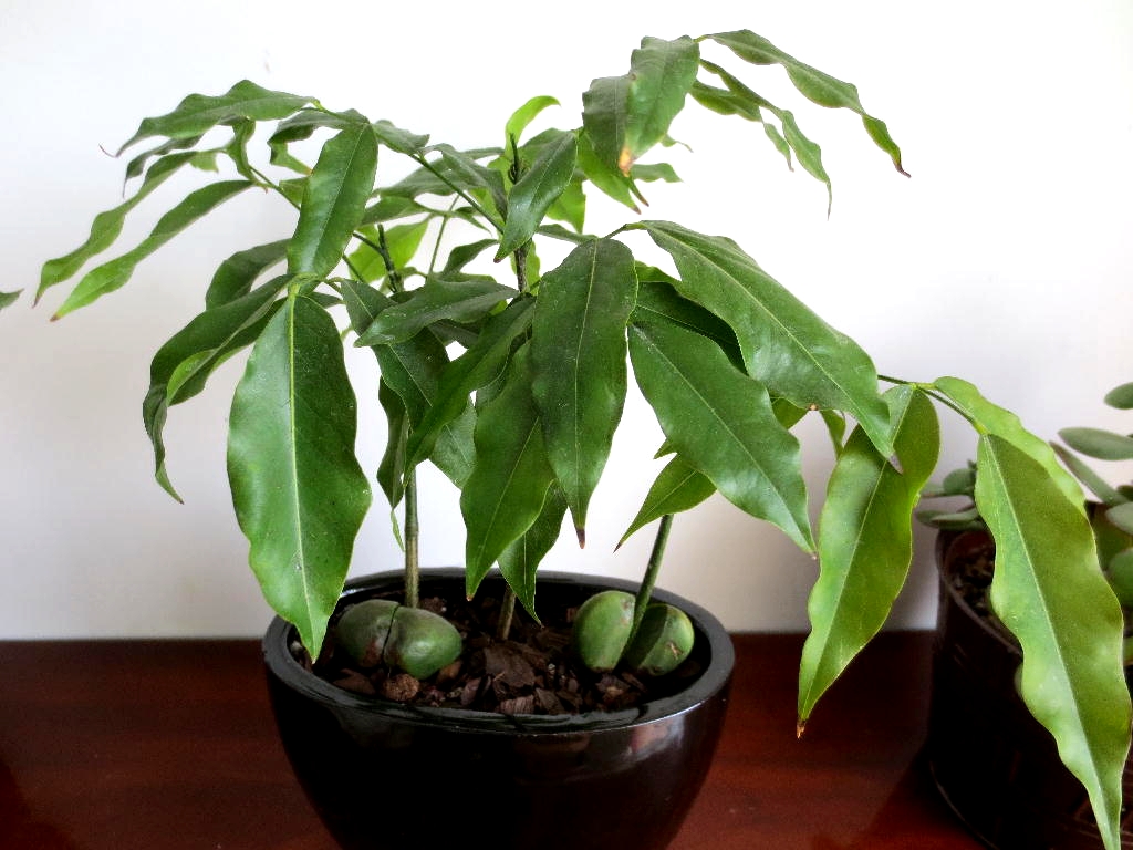 What Is A Lucky Bean Plant How To Grow Lucky Bean Plants, 40 OFF