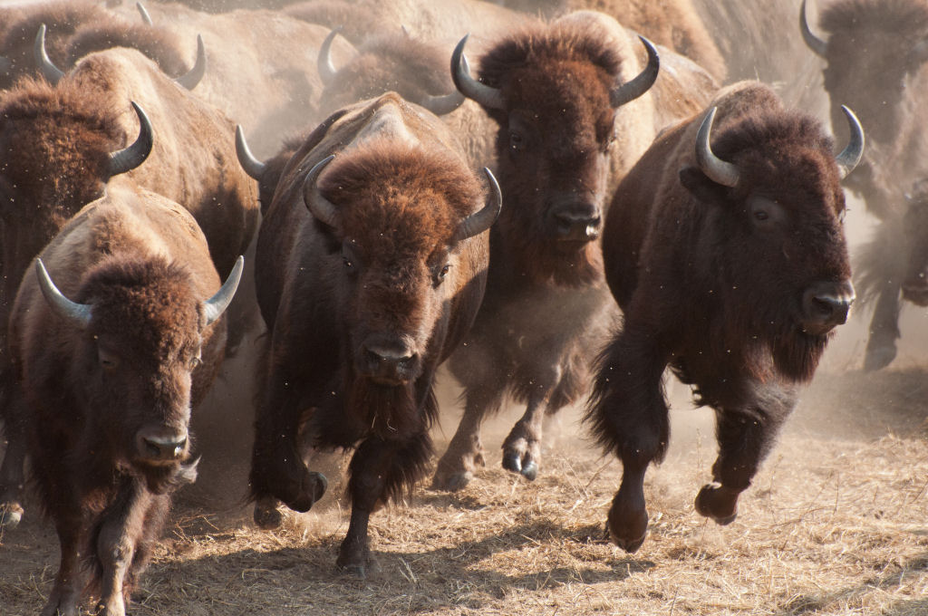 Bison Running Donna Gustafson Donna Gustafson's Bison Ru… Flickr