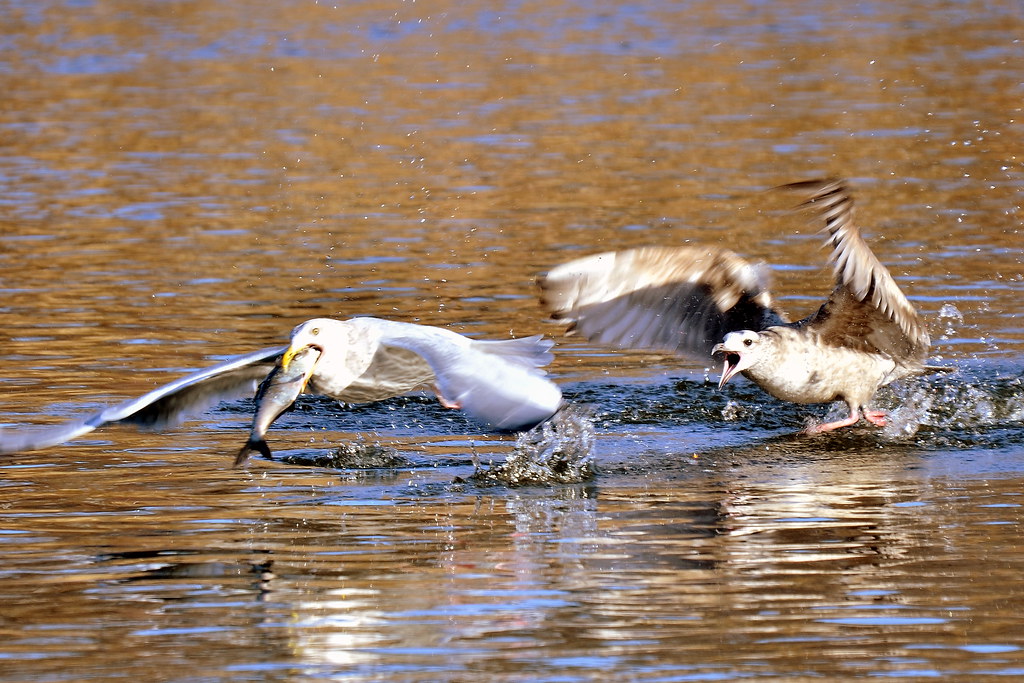 Herring Gulls FFA West Dundee, IL CheepShot Flickr