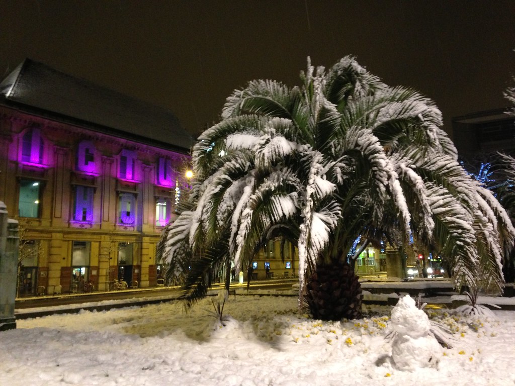 Frozen Palm Tree brettdonahay Flickr