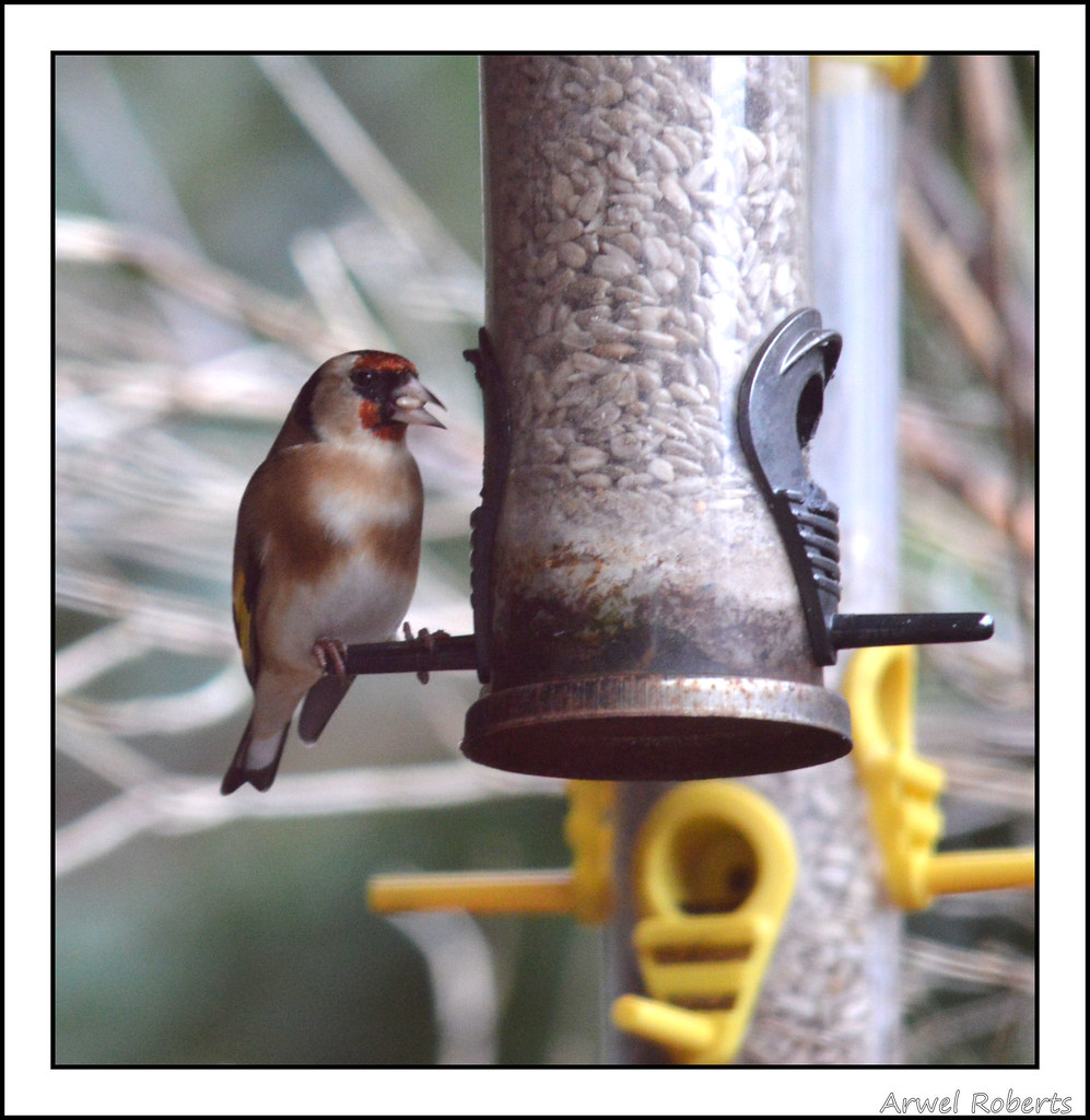 Birds For Christmas Dinner The garden birds Christmas dinner ambyboy3 Flickr