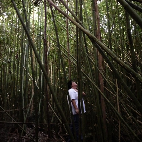 Harvesting Bamboo Every New Years Craig Arakawa goes to a … Flickr