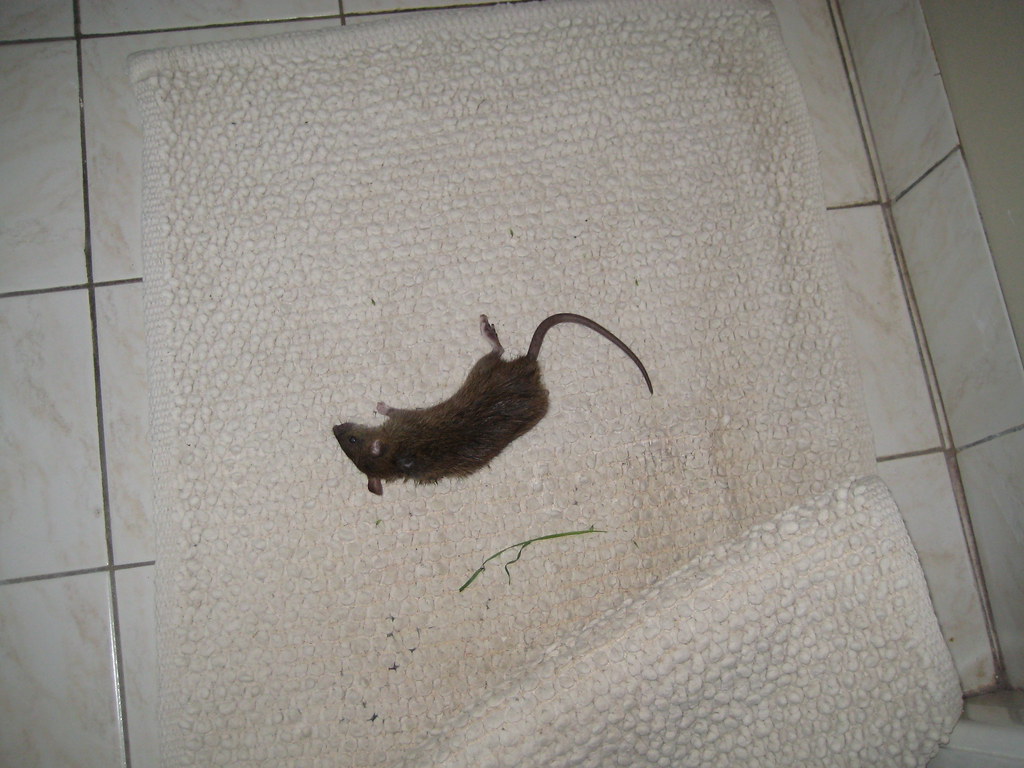 Rat in shower July 2008 Sueandlaurie Flickr