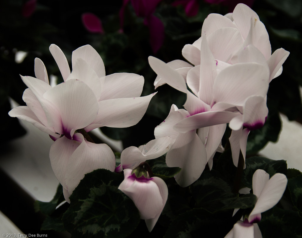 DSC_2090 Wickman's Gardens moguy499 Flickr