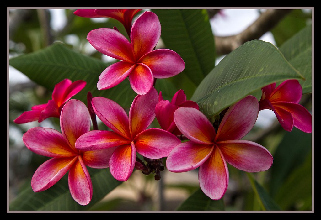 Frangipani in Cairns1= Frangipani in Cairns John Flickr