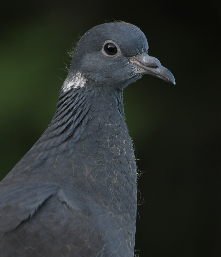 Whitecollared Pigeon portrait Whitecollared Pigeon (Colu… Flickr
