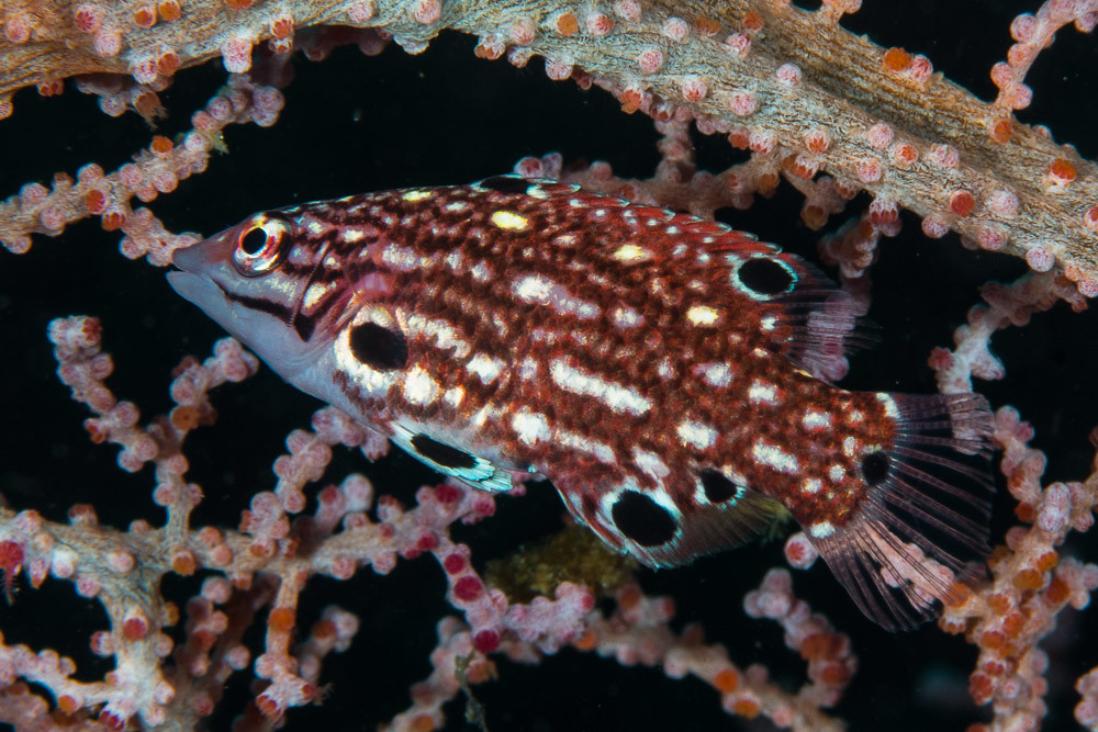 Redfin Hogfish, juvenile Bodianus dictynna (EN) Redfin H… Flickr