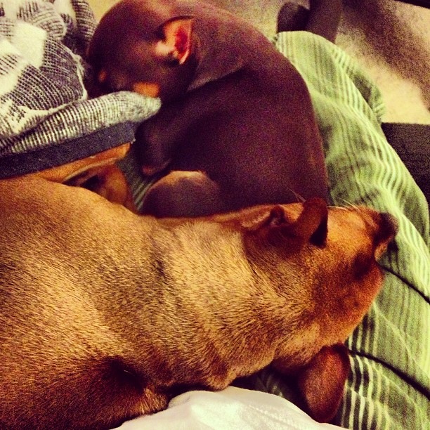 My Christmas Day as a dog bed. on Instagram instagr.am/p/T… Flickr