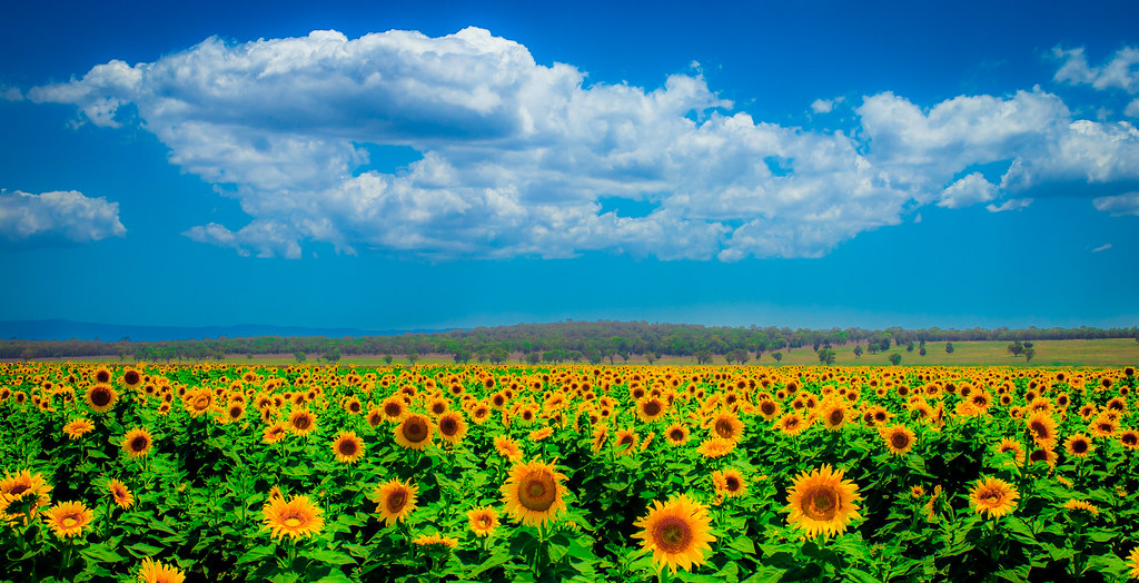 sunflower fields willow tree nsw australia zateom Flickr