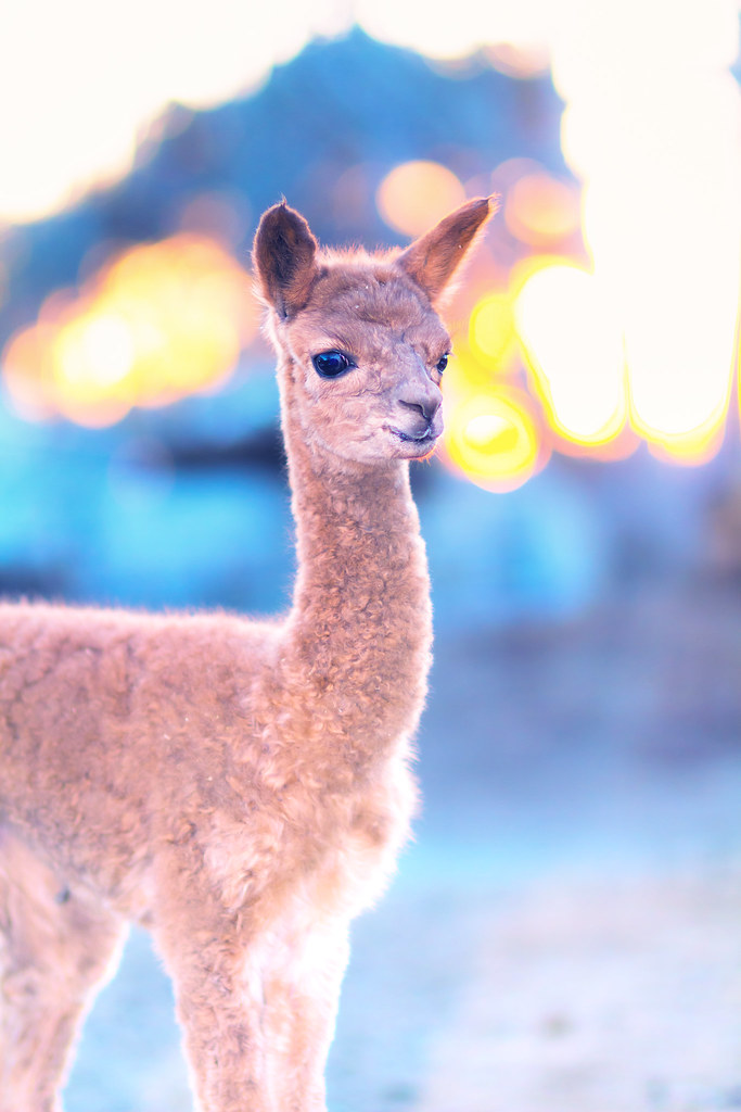Newborn Baby Alpaca She was born here today 01.17.2013 ۞۞۞۞۞ TC