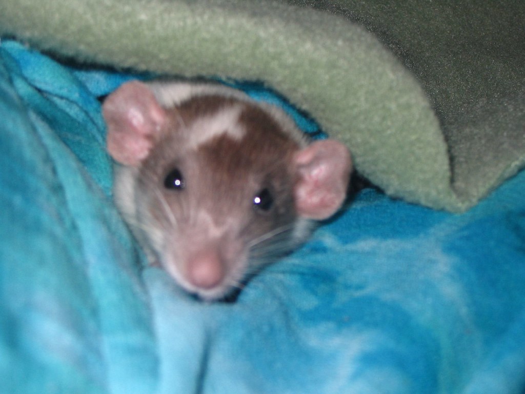 40 HQ Pictures Pet Dumbo Rat Diet dumbo rat mamrizzo3