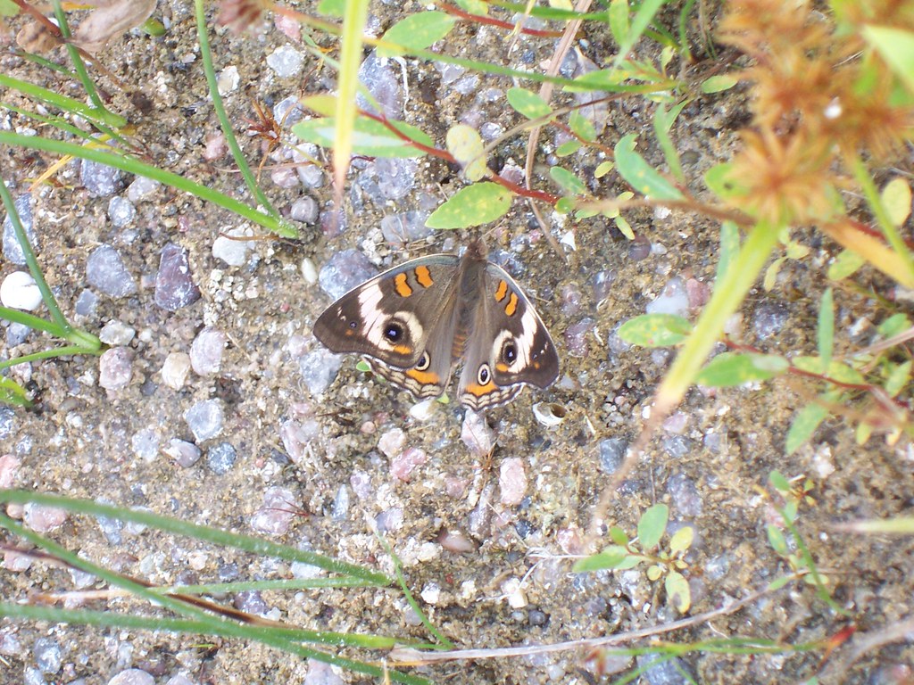 Buckeye Butterfly Chappell Lake, NE Sept 2006 Jeri Sparks Flickr