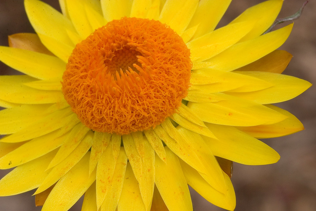 Yellow Paper Daisy01+ Yellow Paper Daisy Redcliffe Botani… Flickr