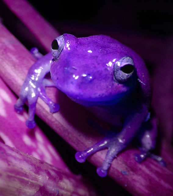 Purple Frog a photo on Flickriver