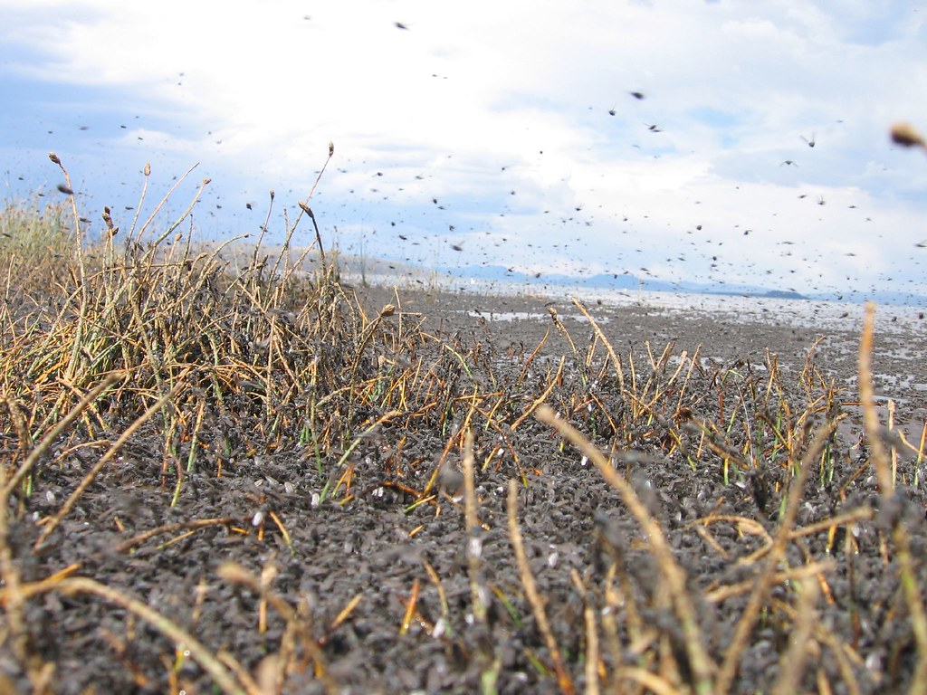 Alkali Flies at Mono Lake These flies cover the water at t… Flickr