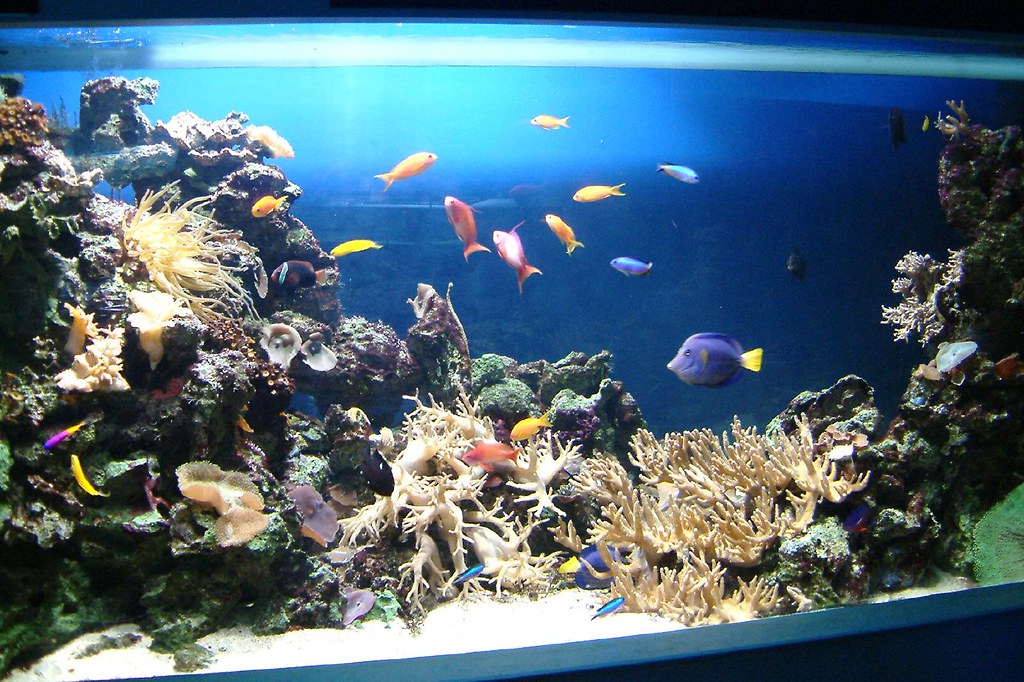 Blue Reef Aquarium 9 March 2005 Cornwall o Martin Pettitt Flickr