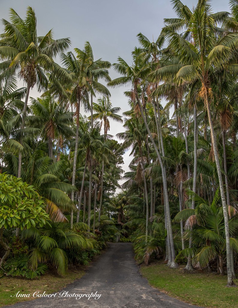 Palms Palm forest, Lord Howe Island Anna Calvert Flickr