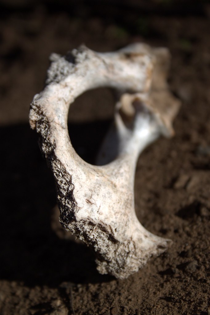 How Long Does It Take For Bones To Decay Depending on the conditions