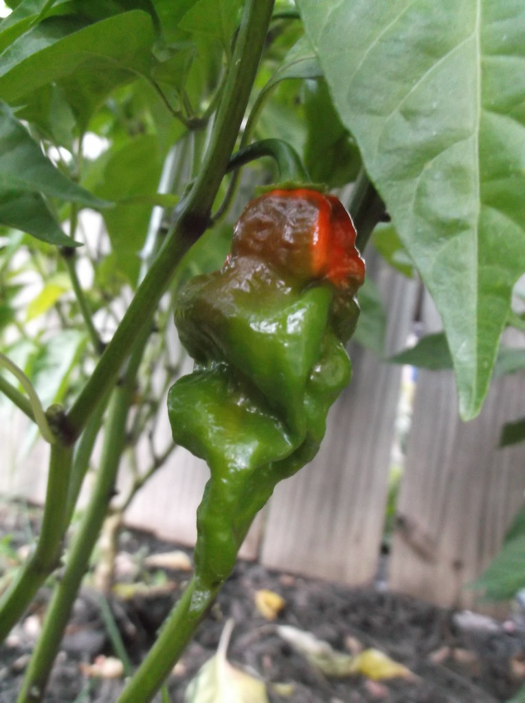 7pot chili pod Patrick Flickr