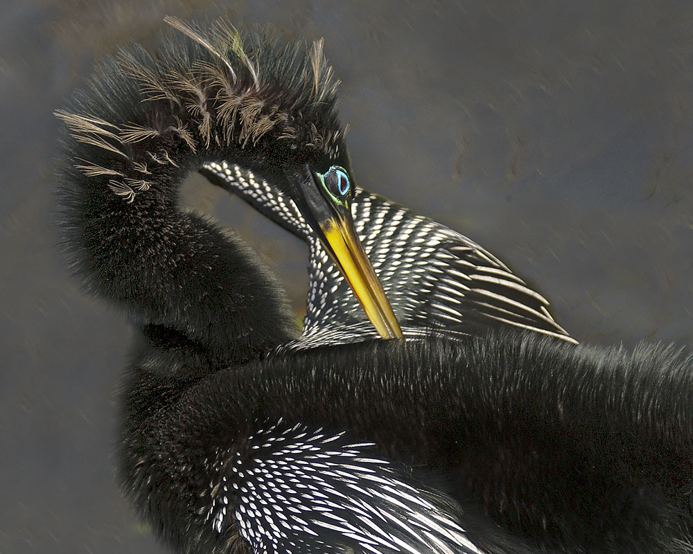 Anhinga, Everglades, Fl tattoo46nj Flickr