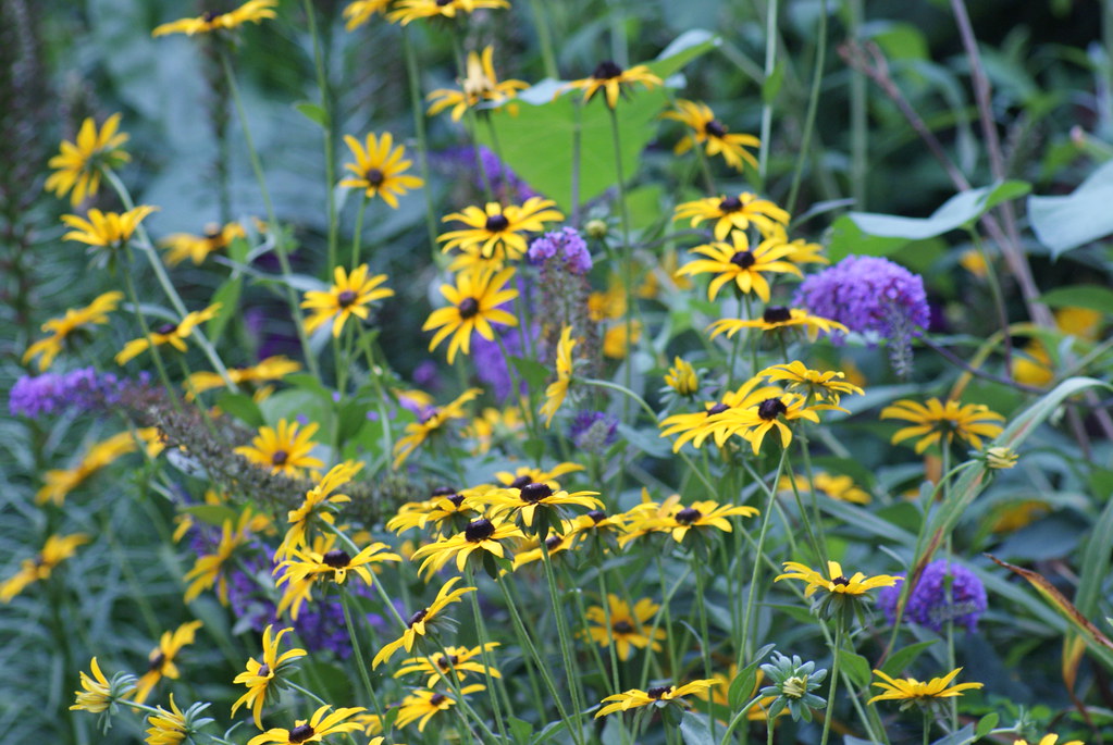 Black Eyed Susan Backyard Border renewh Flickr
