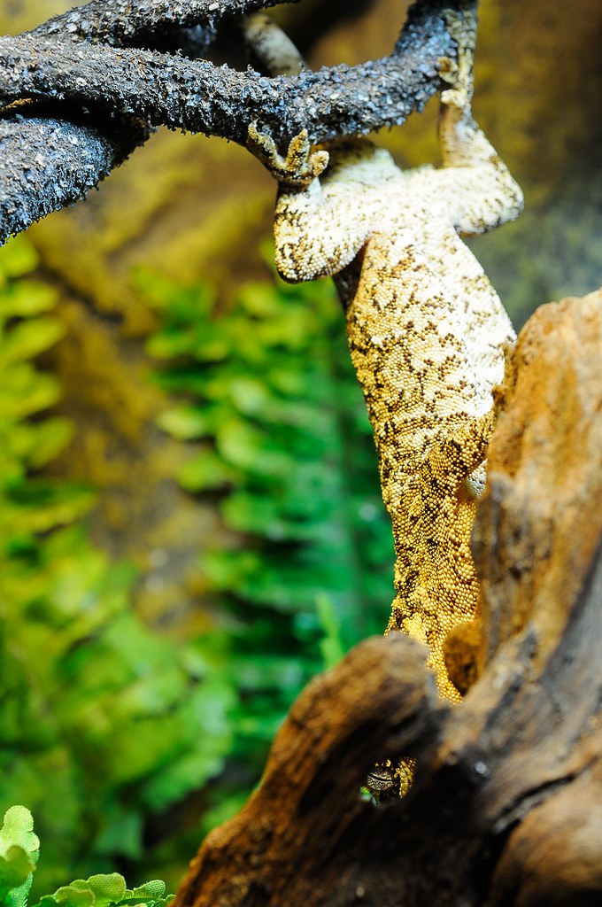 Upside down Rhacodactylus auriculatus One of our gecko's
