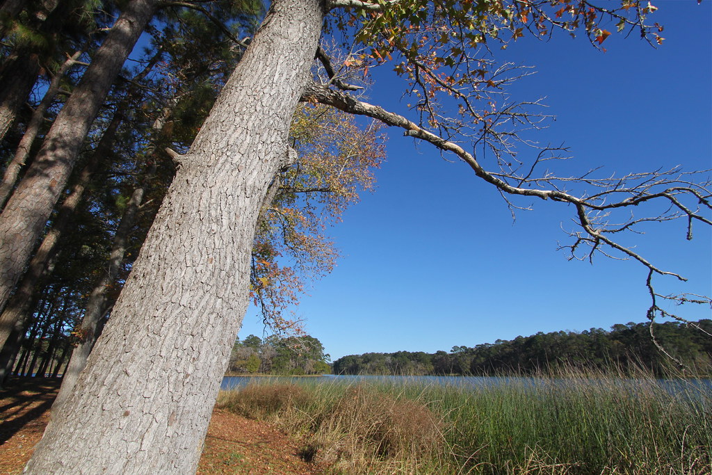 Piney Woods and Lake Raven Huntsville State Park TX Flickr