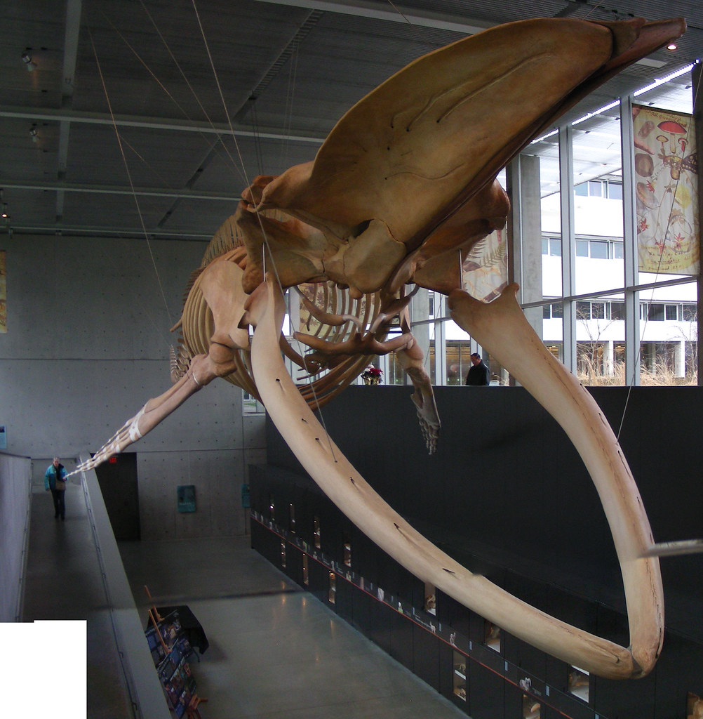 Slightly Open Blue Whale Mouth The Blue Whale is the large… Flickr