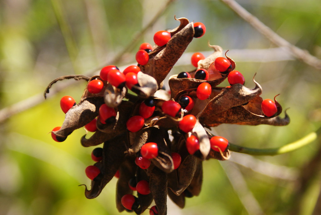 Crab's Eye seeds Semillas de Peonia (Abrus precatorius). Paseo a