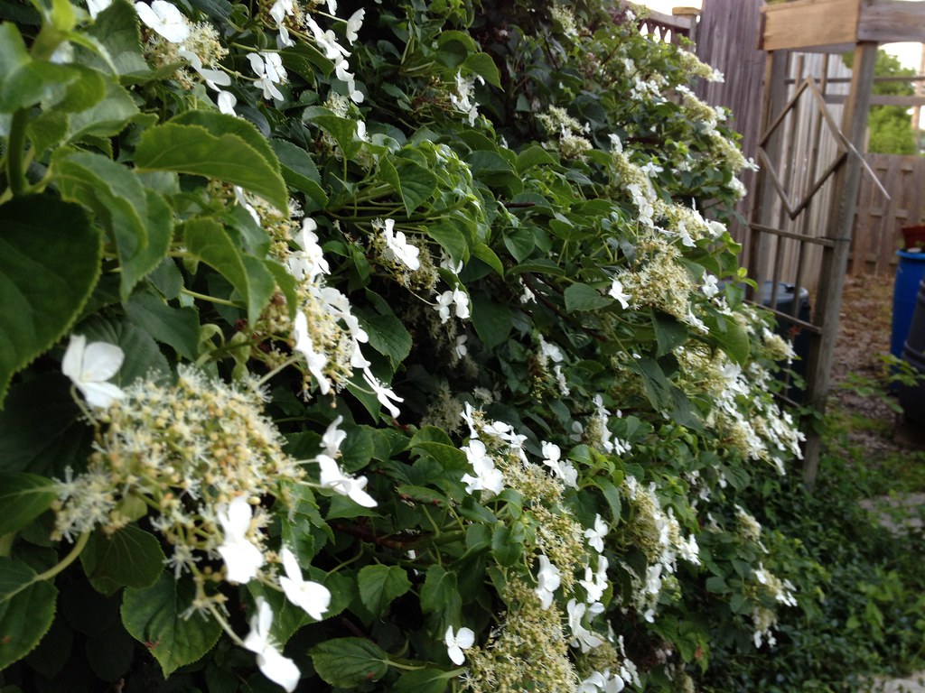 Climbing hydrangea in bloom Cassey Flickr