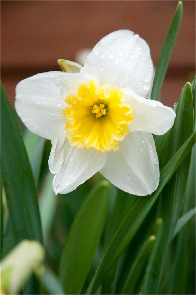 Daffodil A flower a day for January. Lots of pretty Daffod… Flickr