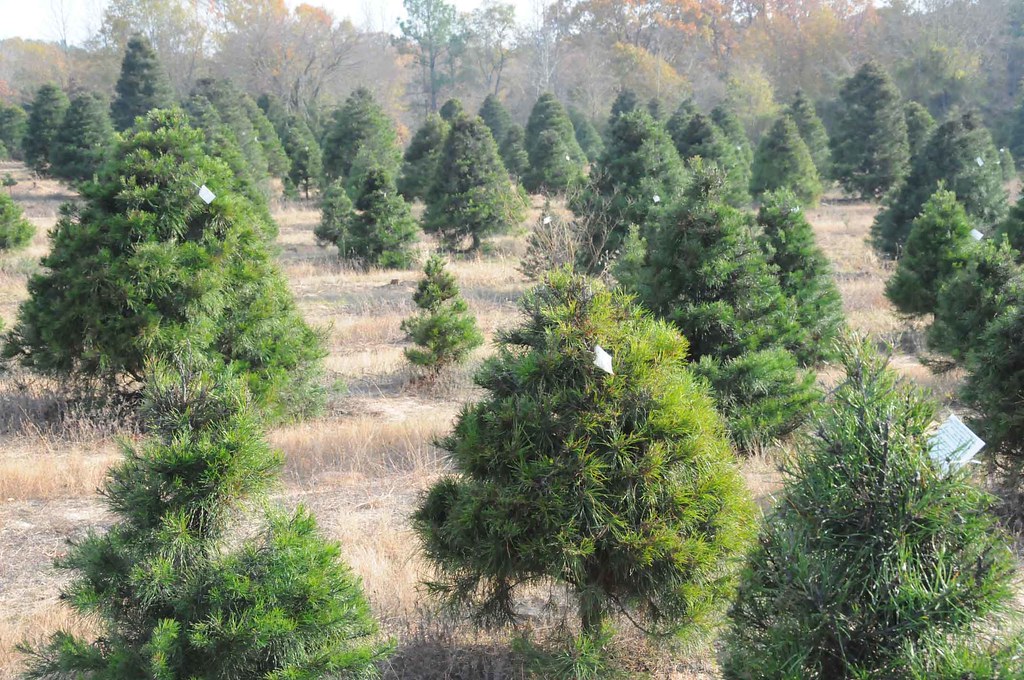 07 (2) Trail Creek Farm a place to get a Christmas Tree i… Flickr