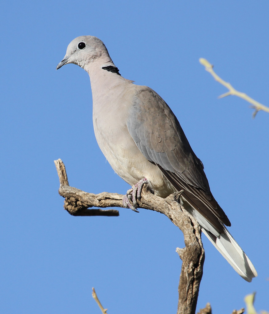 Ringnecked Dove Ringnecked Dove (Streptopelia capicola