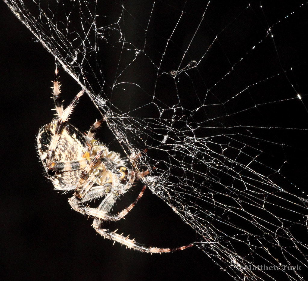 Garden Spider waiting for it's next meal. Garden Spider wa… Flickr