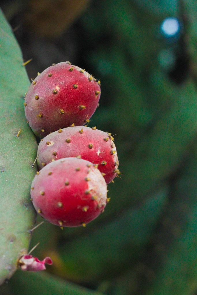Tuna Cactus Fruit Tam Truong Thanh Flickr