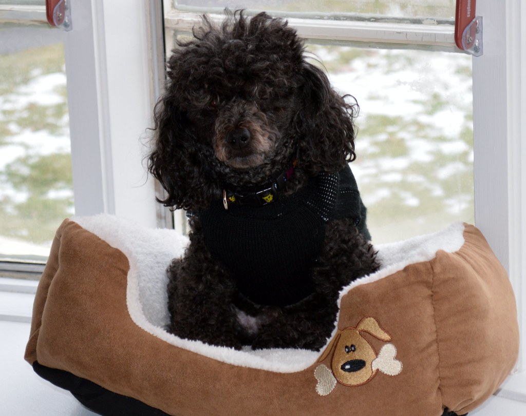 Dave in His Dog Bed My dog loves his new bed ScooterGrrrrl Flickr