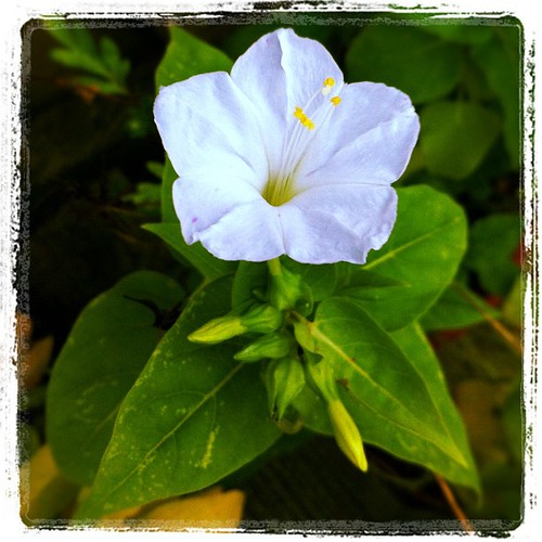 Flowers still blooming) Bmader72 Flickr